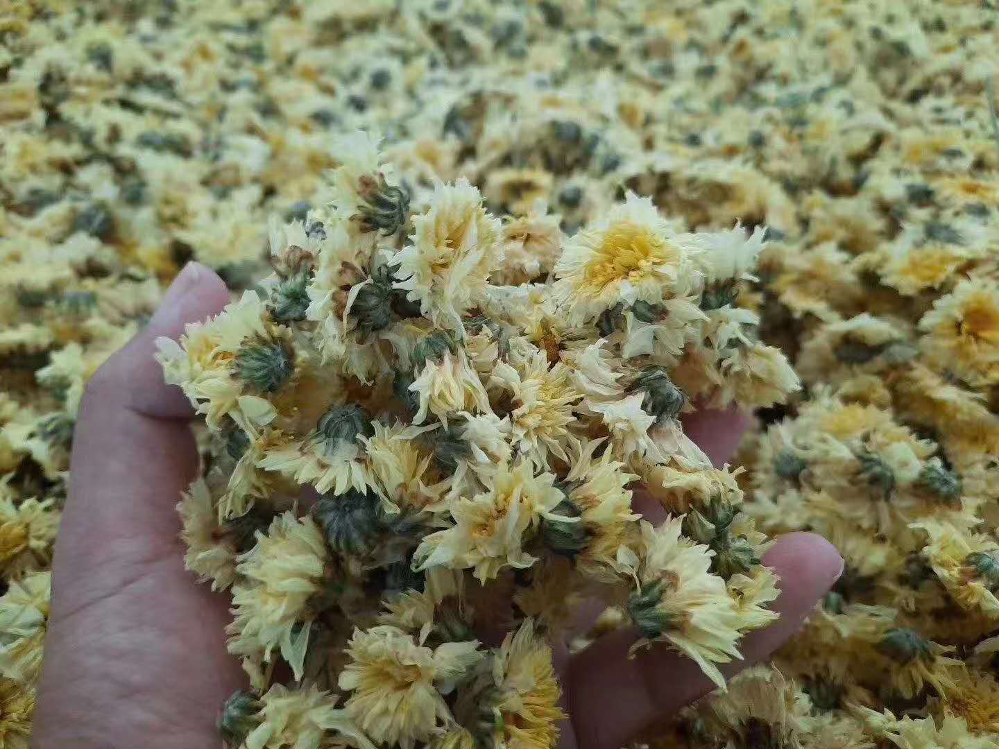菊花烘干機(jī)